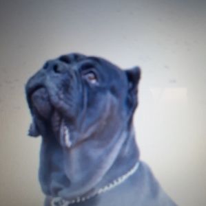 Meet your Posher, Dylon